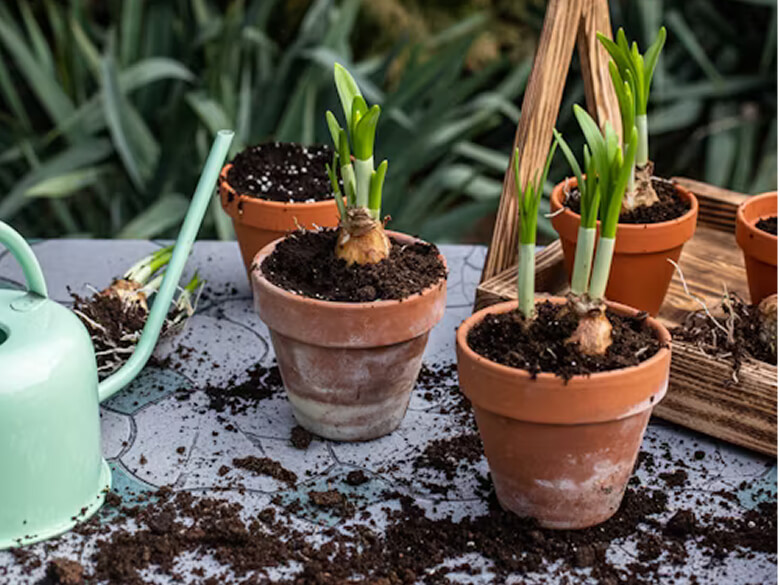 Benefits of Having a Garden in Urban Living Spaces